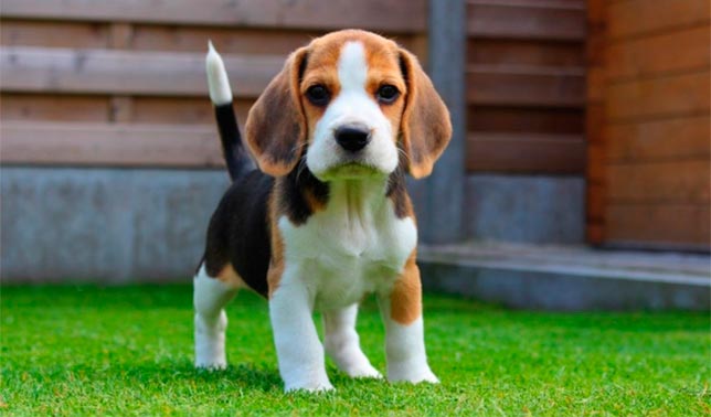 casetas para perros medianos de beagle cachorro