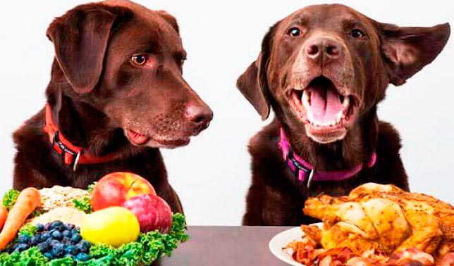 comida para perros casera